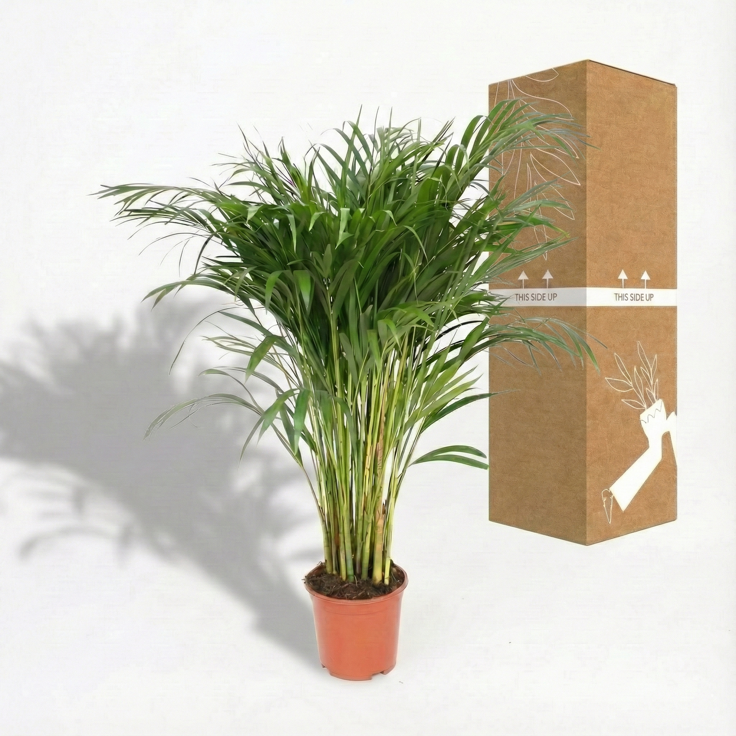 Areca Palm; Dypsis Lutescens | 120cm