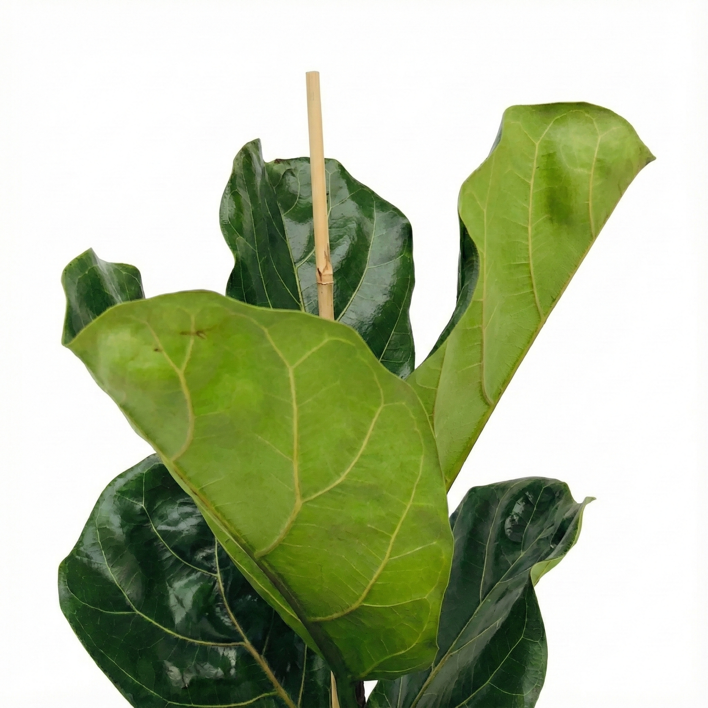 Fiddle Leaf Fig; Ficus Lyrata | 75cm