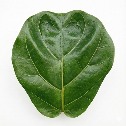 Fiddle Leaf Fig; Ficus Lyrata | 75cm