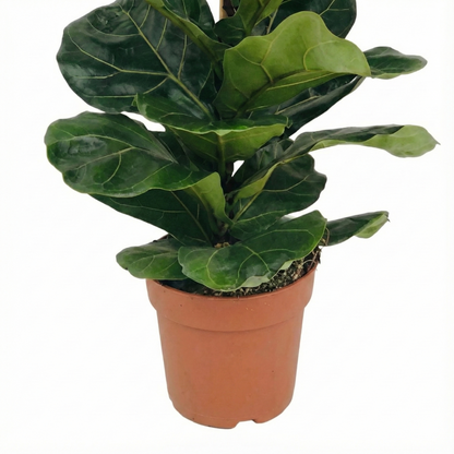 Fiddle Leaf Fig; Ficus Lyrata | 75cm
