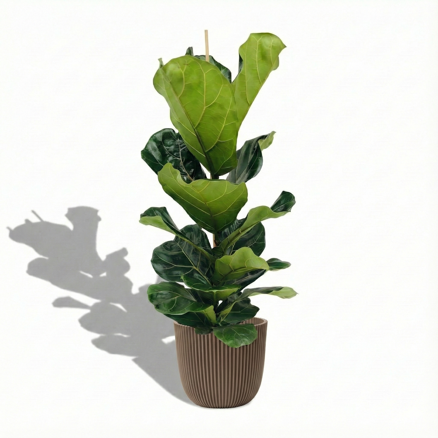 Fiddle Leaf Fig; Ficus Lyrata | 100cm