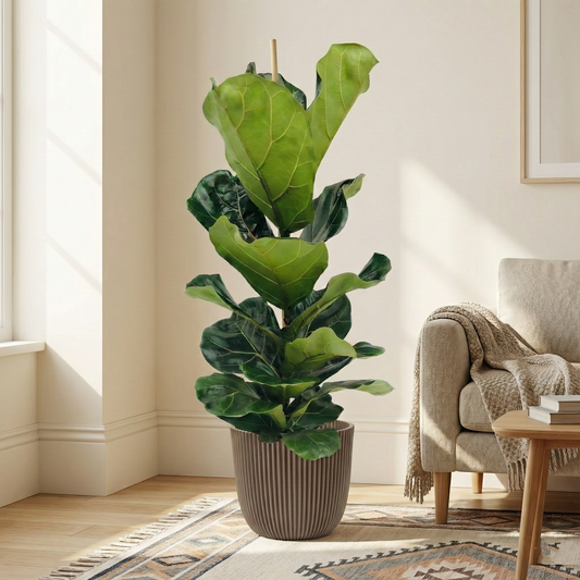 Fiddle Leaf Fig; Ficus Lyrata | 100cm