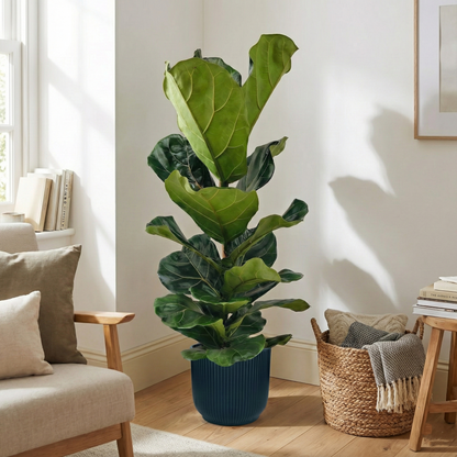 Fiddle Leaf Fig; Ficus Lyrata | 75cm