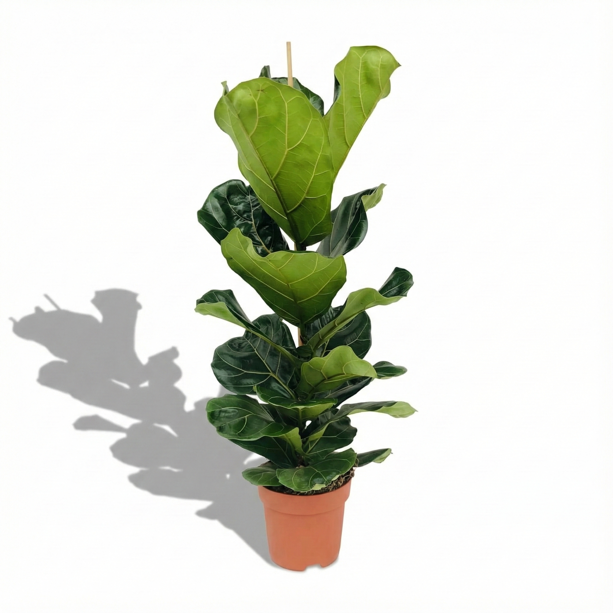 Fiddle Leaf Fig; Ficus Lyrata | 75cm