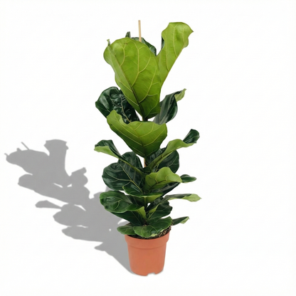 Fiddle Leaf Fig; Ficus Lyrata | 75cm
