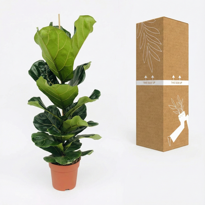 Fiddle Leaf Fig; Ficus Lyrata | 75cm