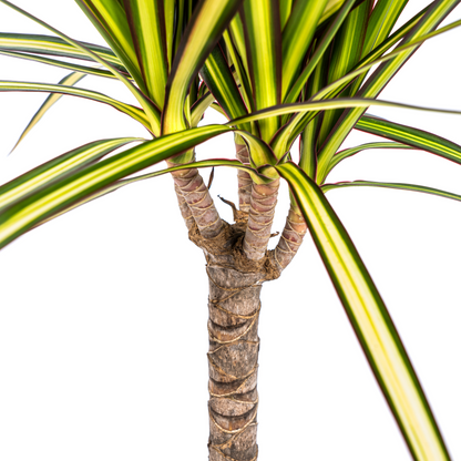 Dragon Tree; Dracaena Marginata | 60cm