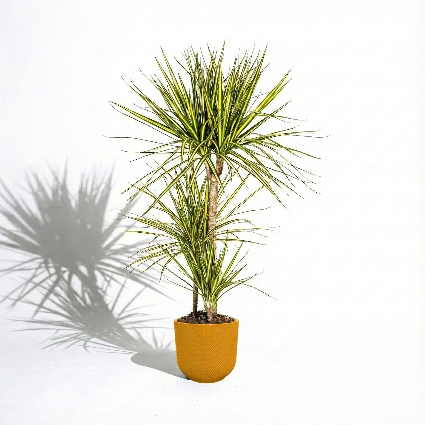 Dragon Tree; Dracaena Marginata | 60cm