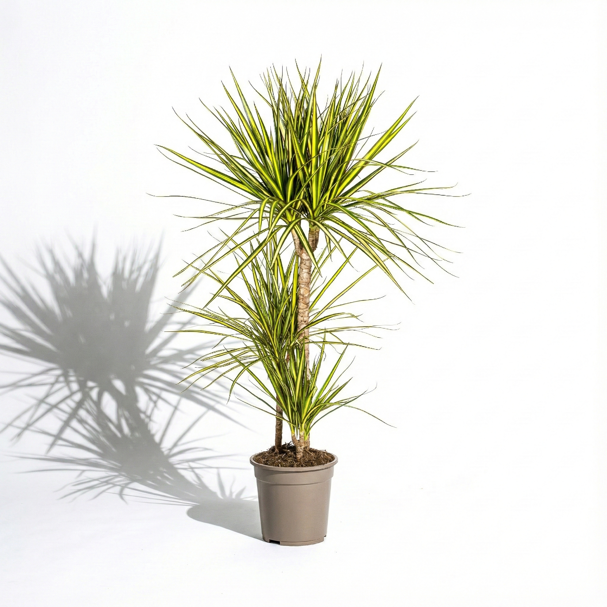 Dragon Tree; Dracaena Marginata | 60cm