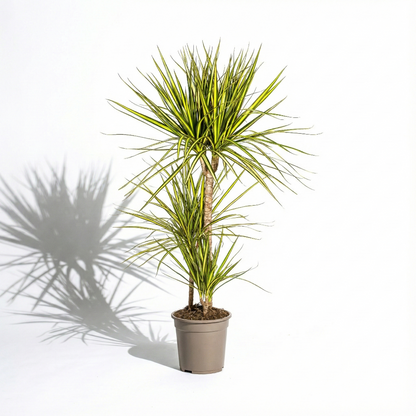 Dragon Tree; Dracaena Marginata | 60cm