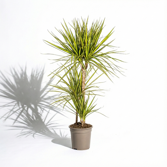 Dragon Tree; Dracaena Marginata | 60cm