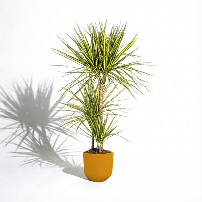 Dragon Tree; Dracaena Marginata | 100cm