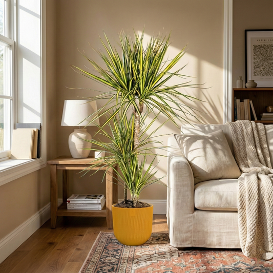 Dragon Tree; Dracaena Marginata | 100cm