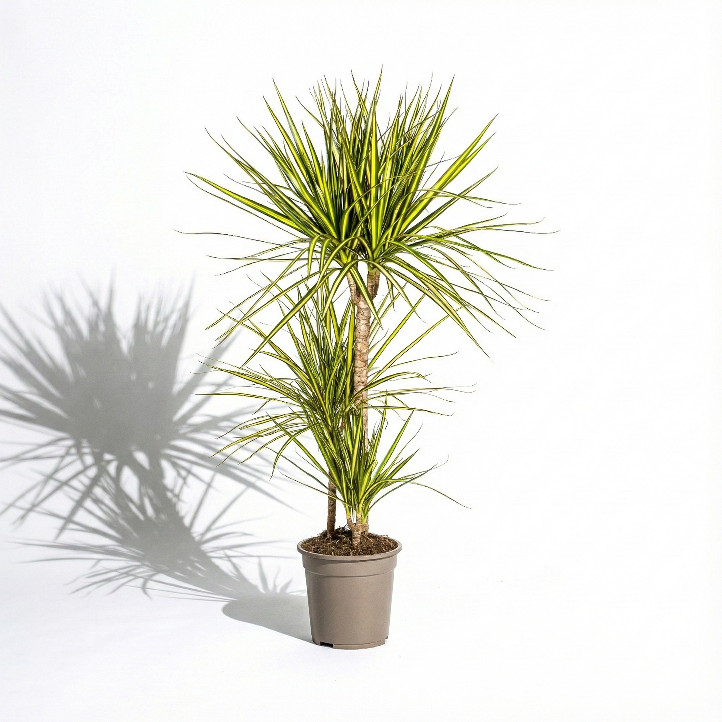 Dragon Tree; Dracaena Marginata | 100cm