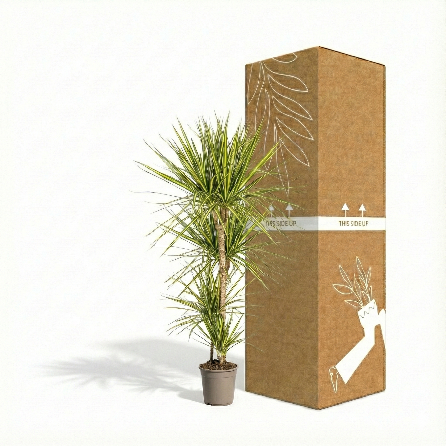 Dragon Tree; Dracaena Marginata | 100cm