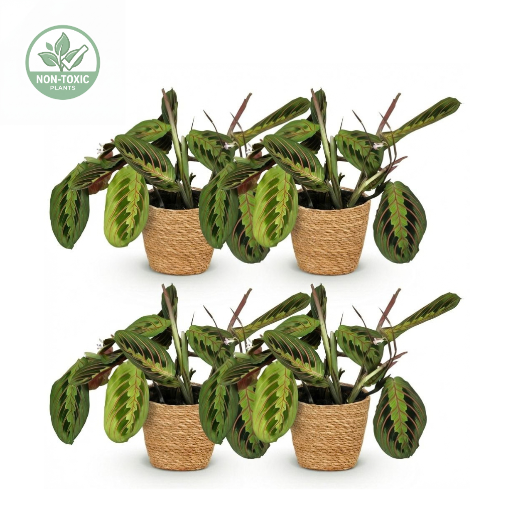 Four potted Calathea Ornata plants arranged in two rows of two on a white background, each in a woven tan pot. A small 'Non-GMO' badge appears in the top-left corner.