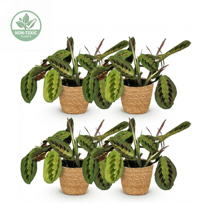 Four potted Calathea Ornata plants arranged in two rows of two on a white background, each in a woven tan pot. A small 'Non-GMO' badge appears in the top-left corner.