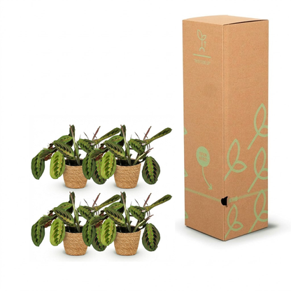 Four small potted green plants with patterned leaves in woven brown pots, shown next to a tall brown cardboard gift box with light green leaf illustrations and a small plant logo.
