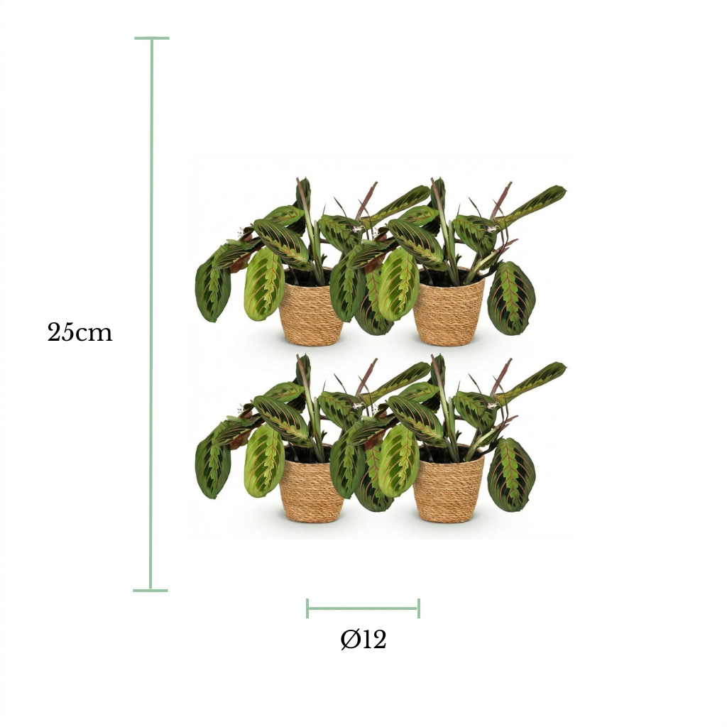 Four potted artificial calathea plants arranged in two rows on a white background, with green dimension markers showing a height of 25cm and a diameter of 12cm.
