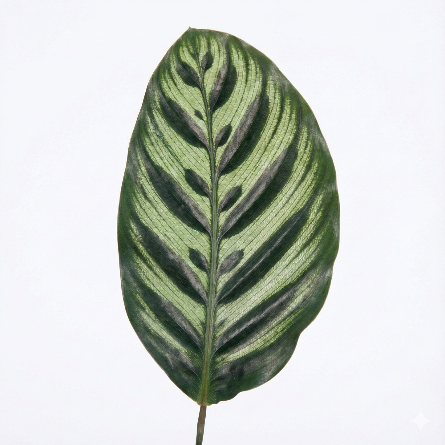 Peacock Plant; Calathea Makoyana | 70cm