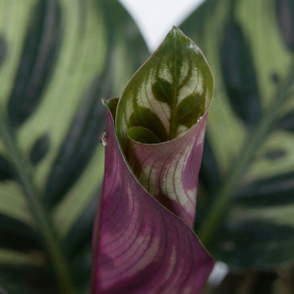 Peacock Plant; Calathea Makoyana | 70cm