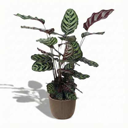 Peacock Plant; Calathea Makoyana | 70cm
