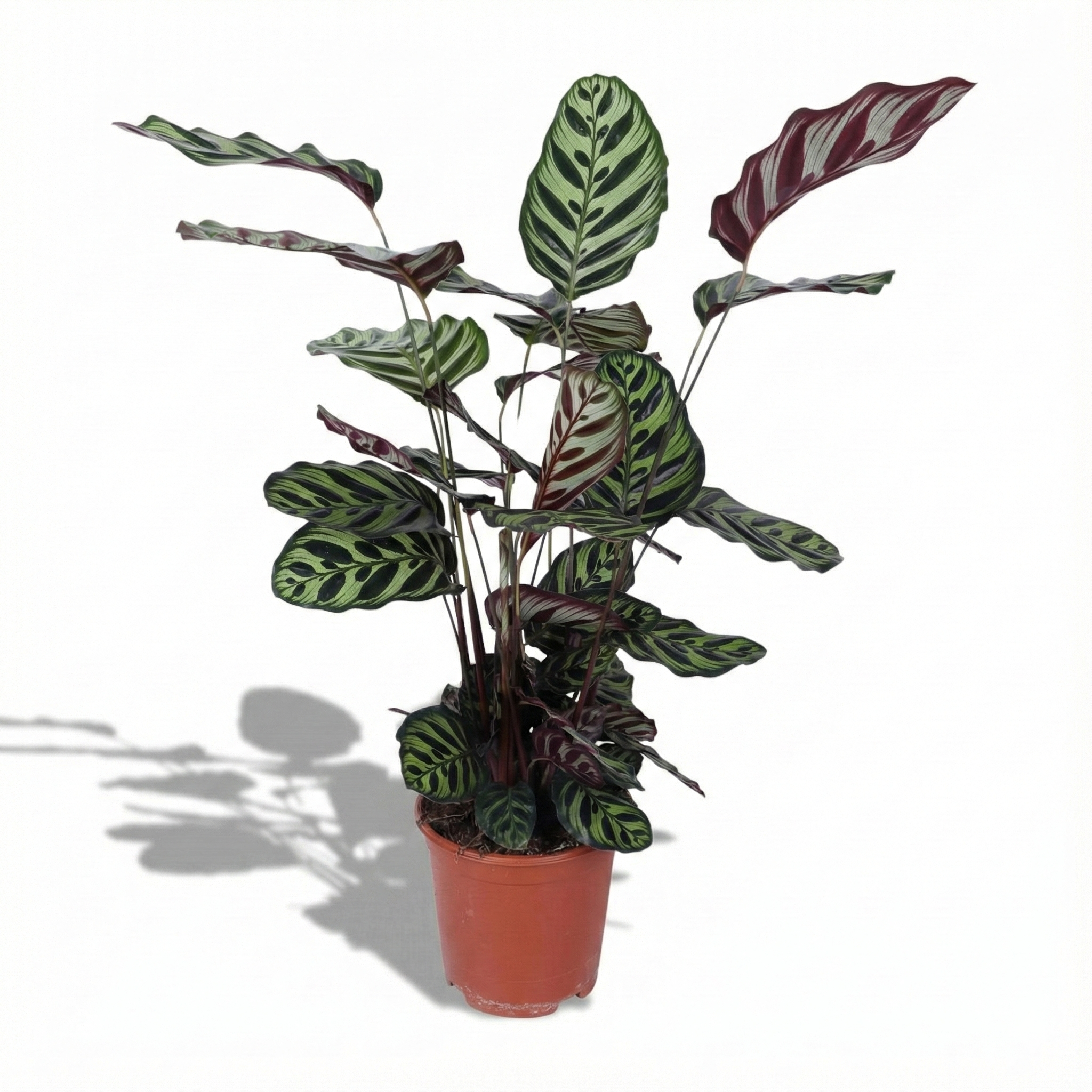 Peacock Plant; Calathea Makoyana | 70cm