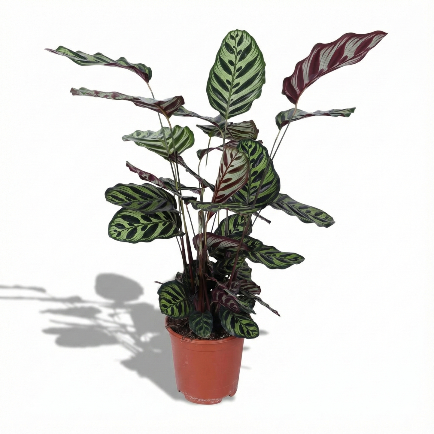 Peacock Plant; Calathea Makoyana | 70cm