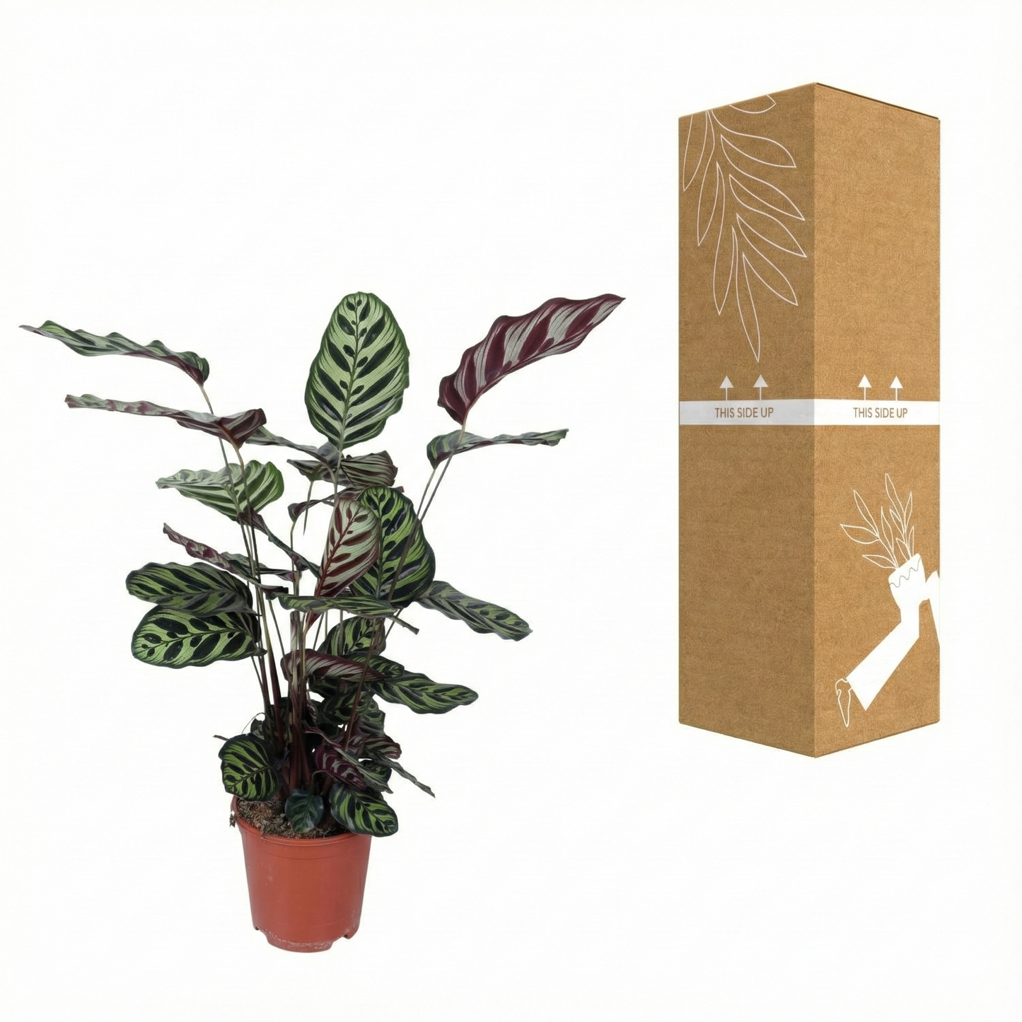 Peacock Plant; Calathea Makoyana | 70cm