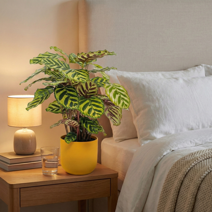 Peacock Plant; Calathea Makoyana | 55cm