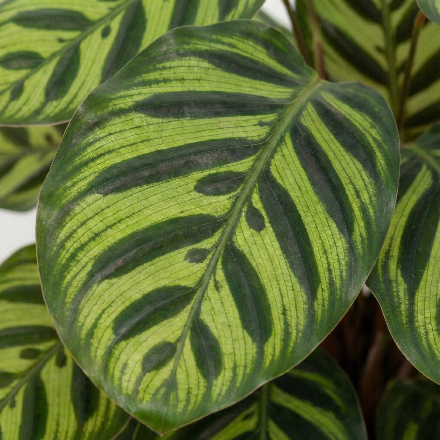 Peacock Plant; Calathea Makoyana | 55cm
