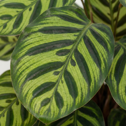 Peacock Plant; Calathea Makoyana | 55cm