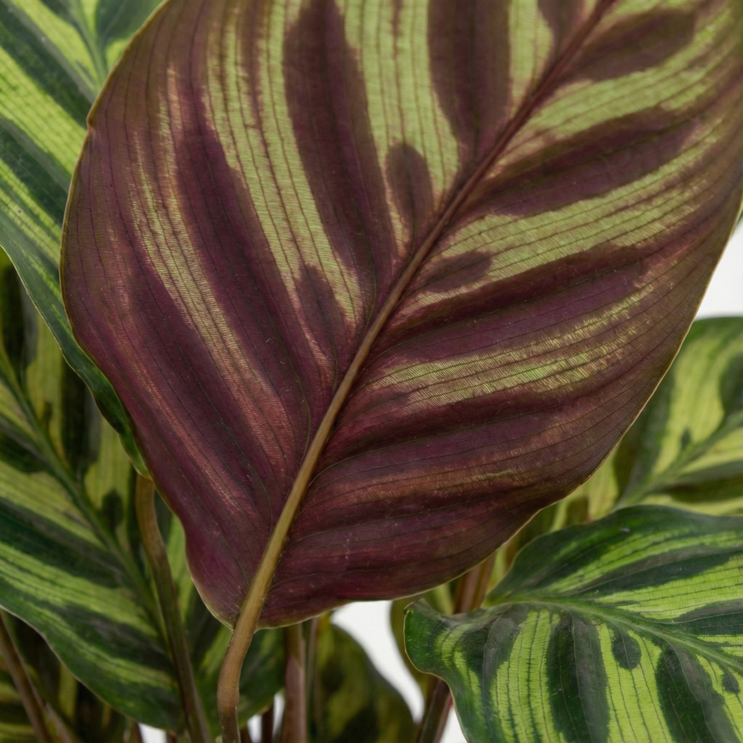 Peacock Plant; Calathea Makoyana | 55cm