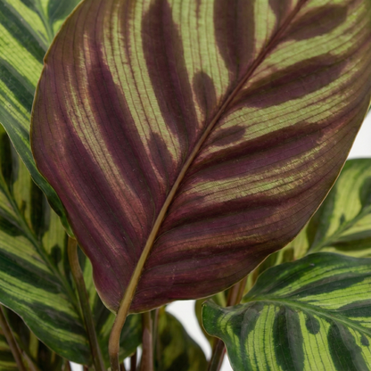 Peacock Plant; Calathea Makoyana | 55cm