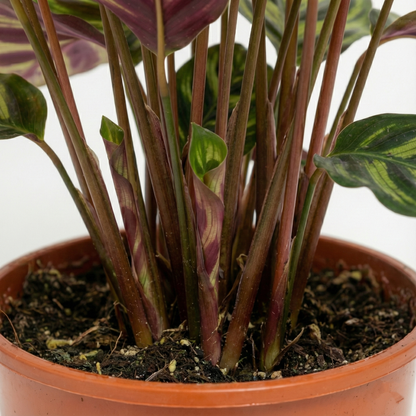 Peacock Plant; Calathea Makoyana | 55cm