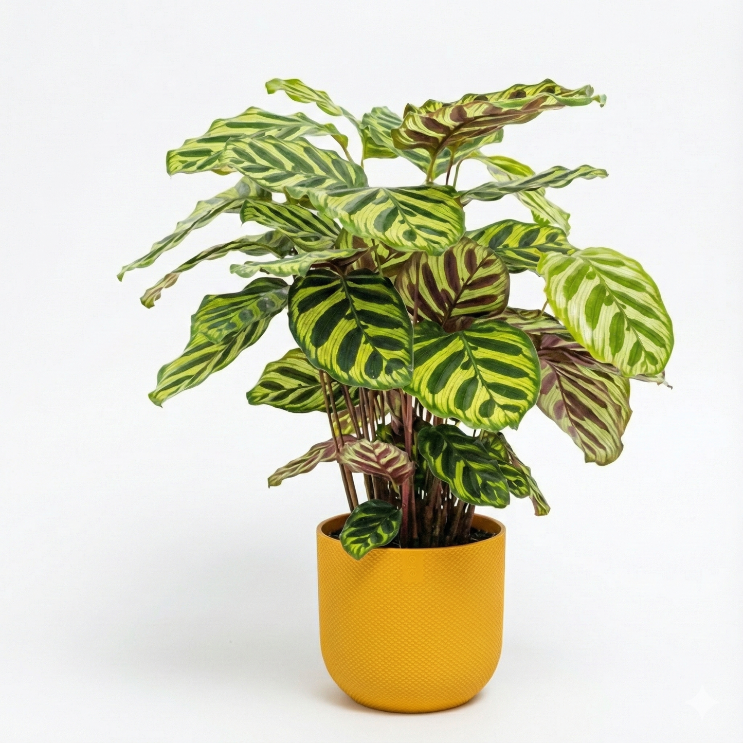Peacock Plant; Calathea Makoyana | 55cm