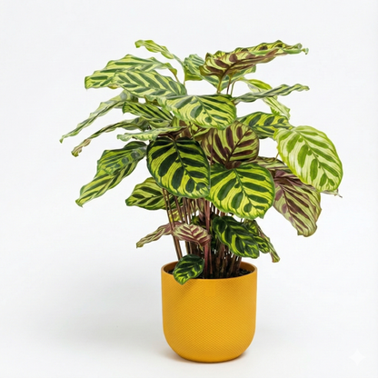 Peacock Plant; Calathea Makoyana | 55cm