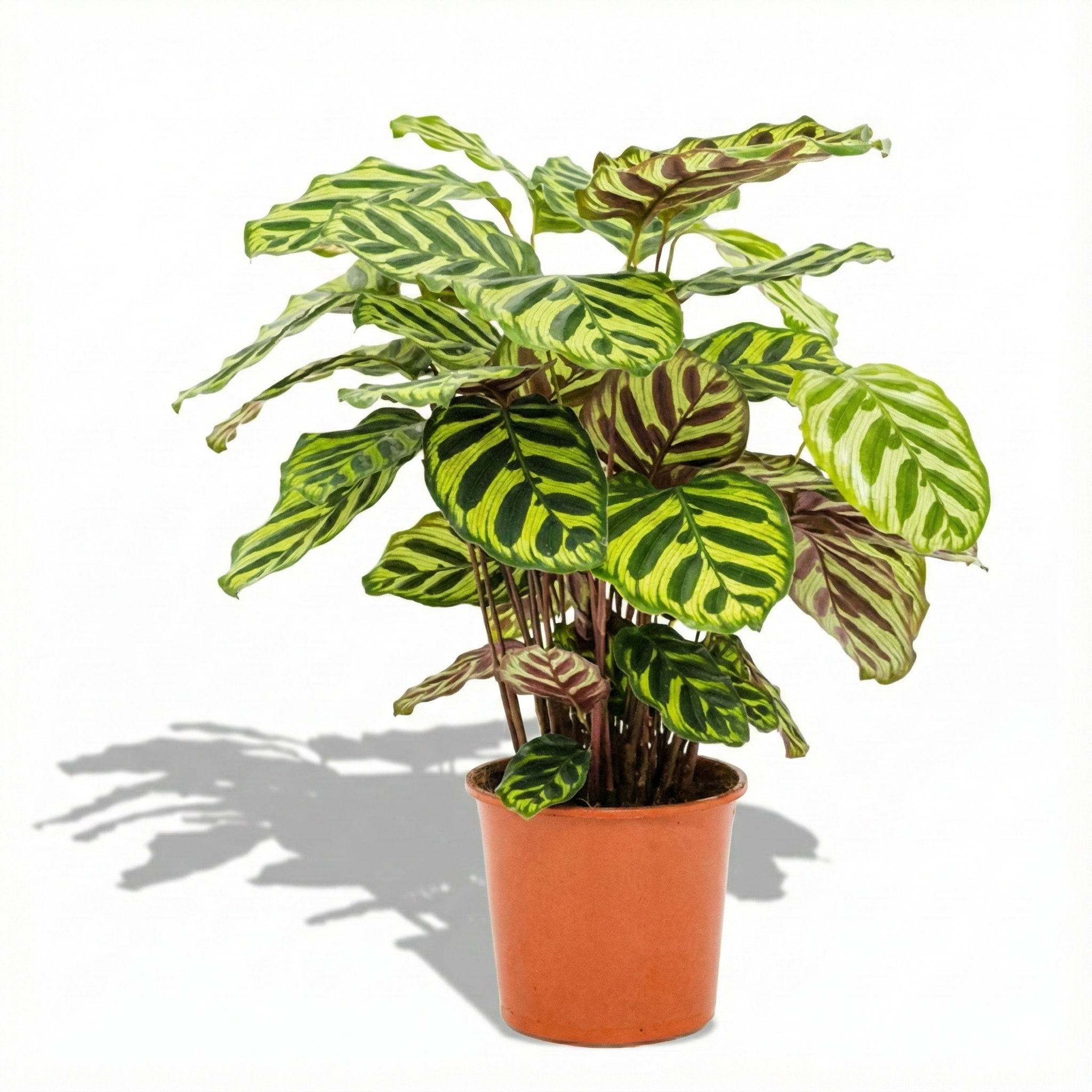 Peacock Plant; Calathea Makoyana | 55cm