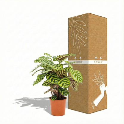 Peacock Plant; Calathea Makoyana | 55cm