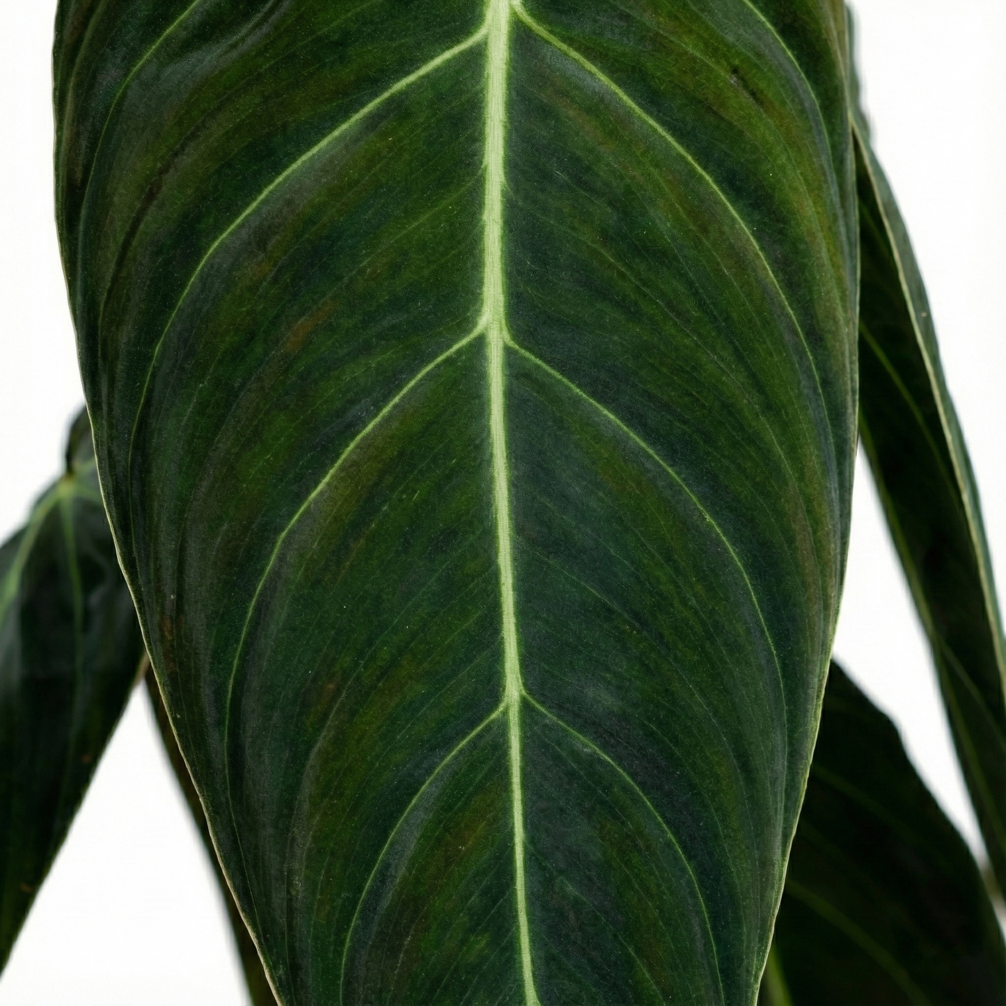 Black Gold Philodendron; Philodendron Melanochrysum | 75cm