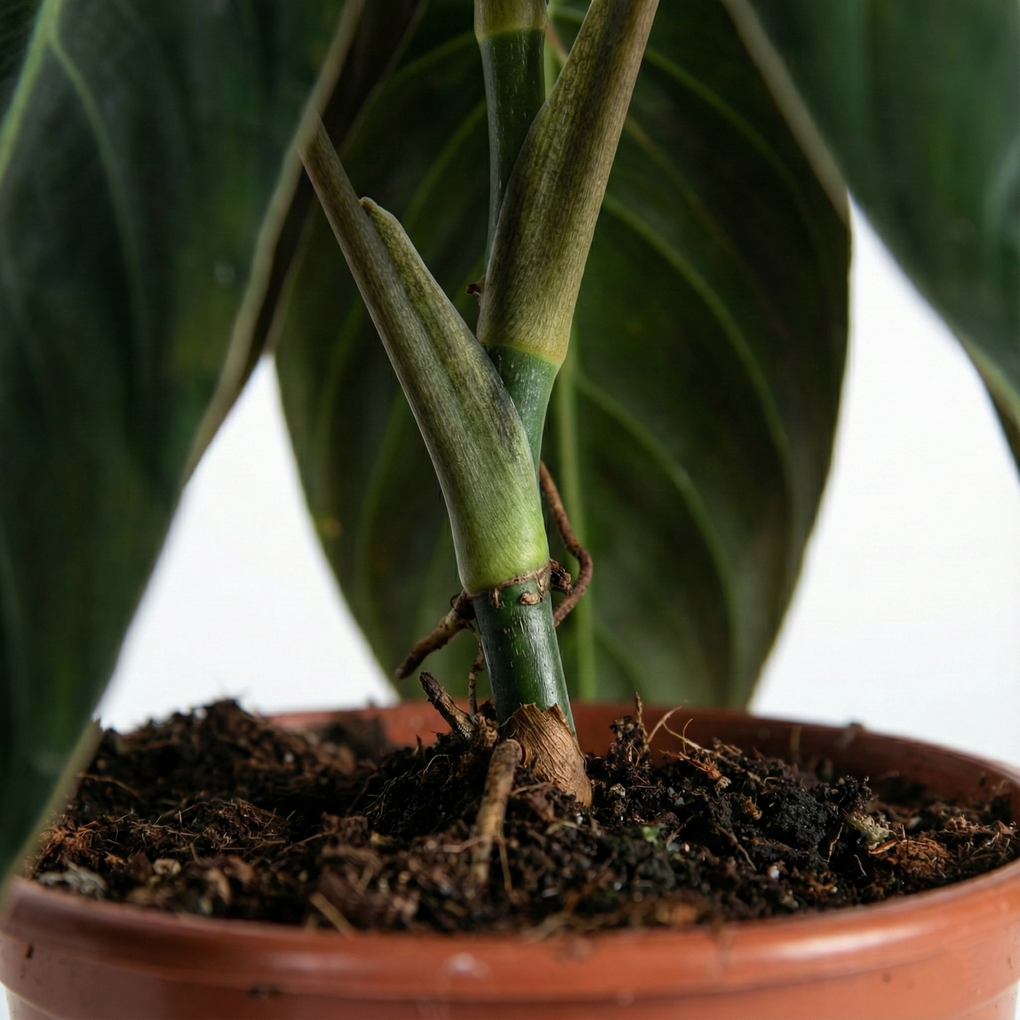 Black Gold Philodendron; Philodendron Melanochrysum | 75cm