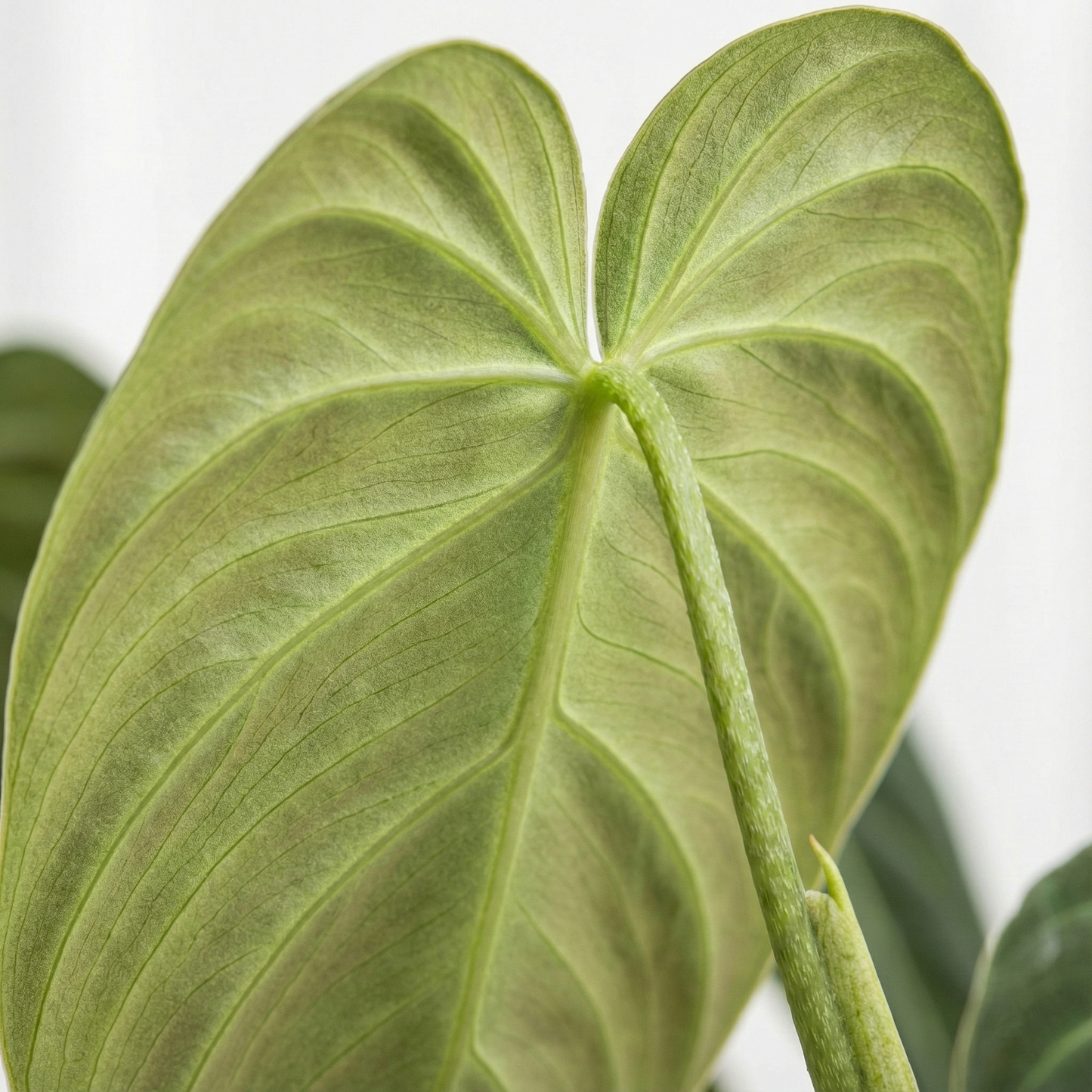 Black Gold Philodendron; Philodendron Melanochrysum | 75cm