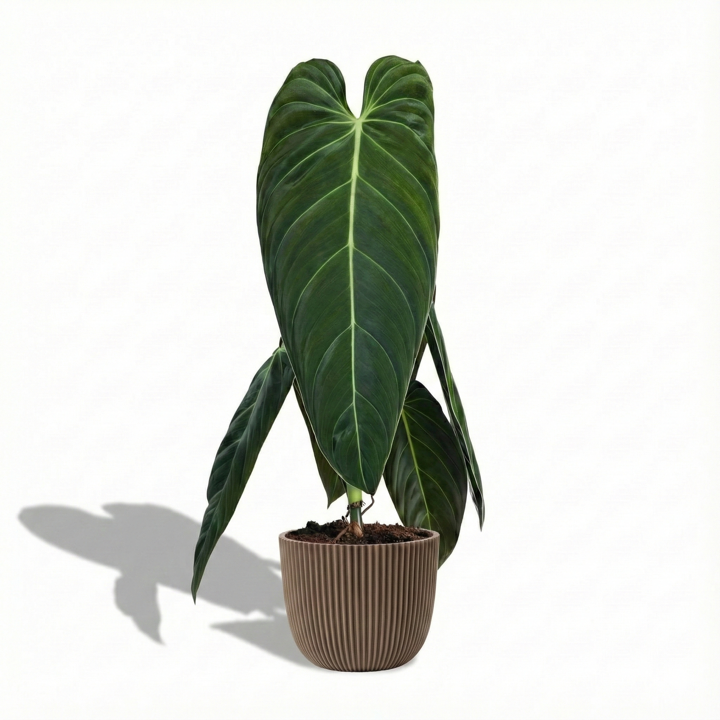 Black Gold Philodendron; Philodendron Melanochrysum | 75cm