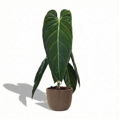 Black Gold Philodendron; Philodendron Melanochrysum | 75cm
