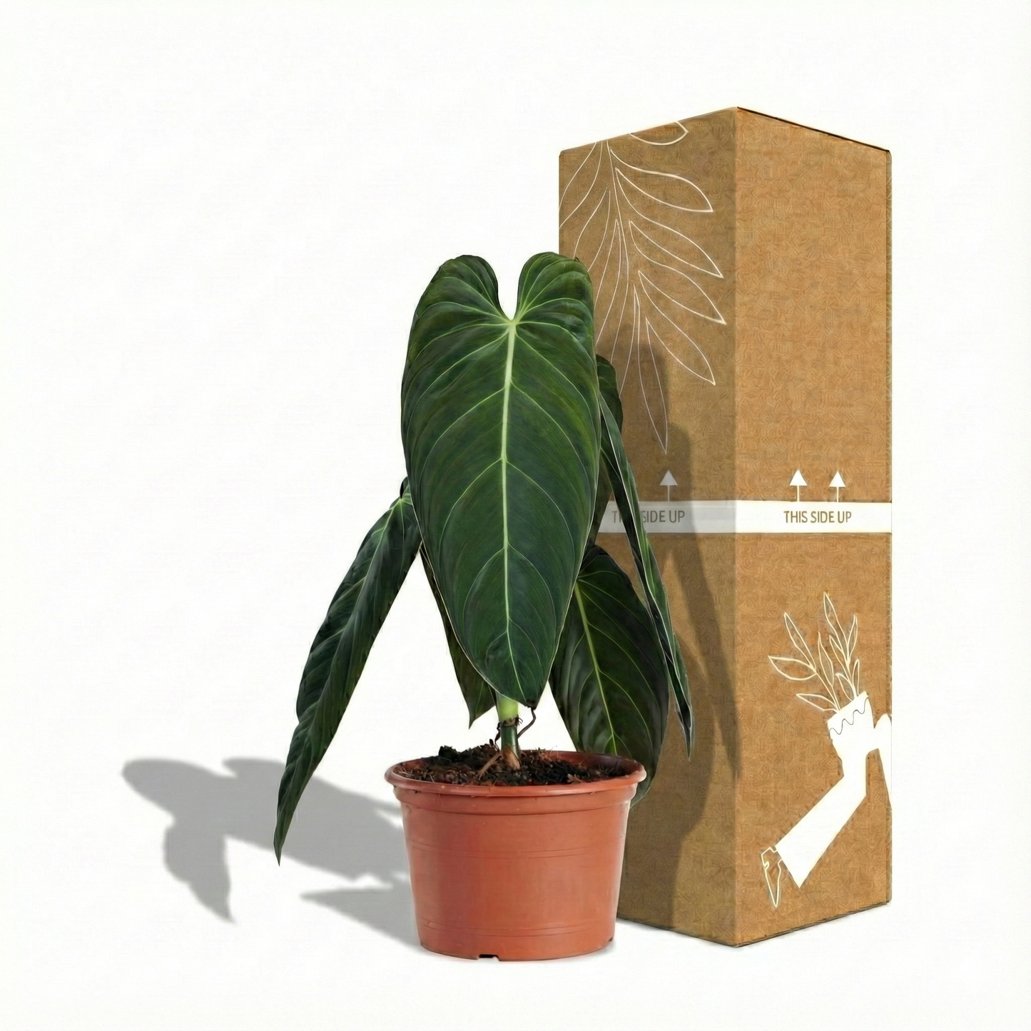 Black Gold Philodendron; Philodendron Melanochrysum | 75cm