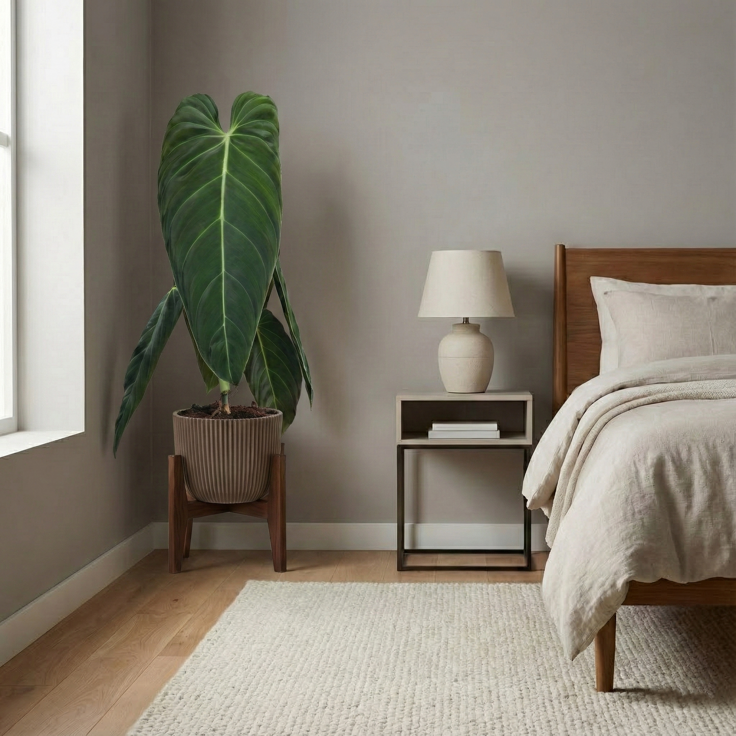 Black Gold Philodendron; Philodendron Melanochrysum | 75cm