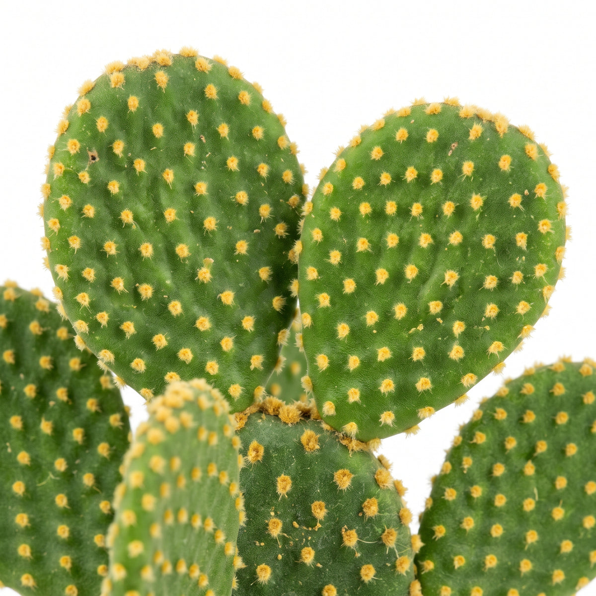 Mini Cactus Collection, 18 Pots