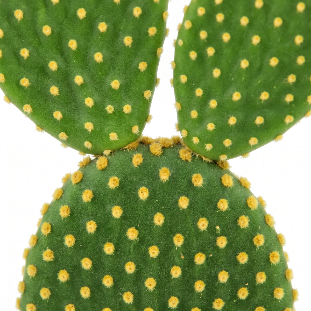 Close-up of a green prickly pear cactus pad with numerous small yellow glochids against a white background.