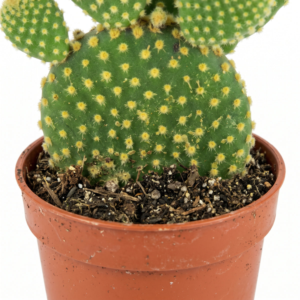 A green cactus with yellow spines in a terracotta-colored plastic pot filled with soil, shown against a plain white background.