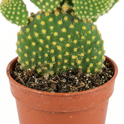 A green cactus with yellow spines in a terracotta-colored plastic pot filled with soil, shown against a plain white background.